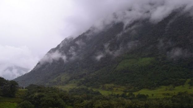 A steep slope covered in forest and shrouded in cloud