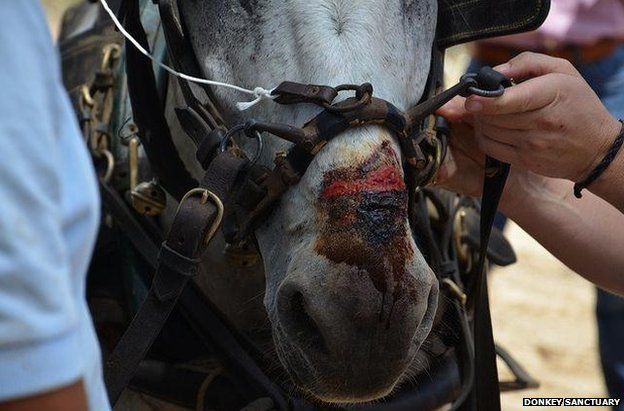 Horse with wounded nose caused by harness