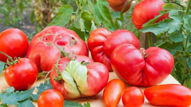 Tomates irregulares