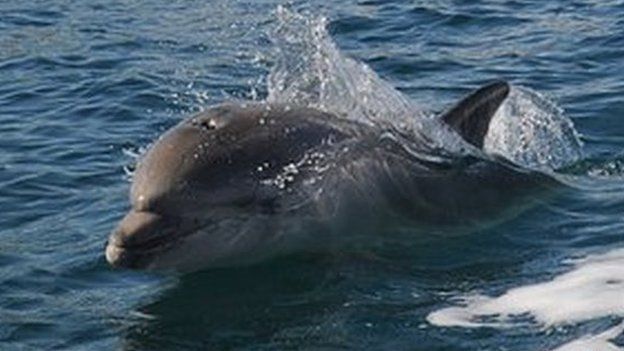 Bottlenose Dolphin, inshore in Cornwall