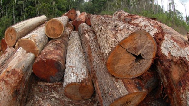 Madeira apreendida em operação do Ibama