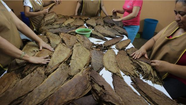 Hojas de tabaco
