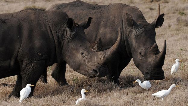 A pair of black rhinos