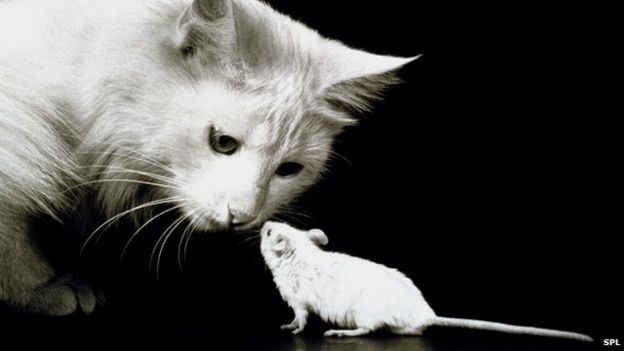 Image result for cat and mouse