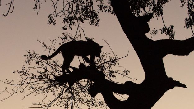A silhouette of a leopard in a tree
