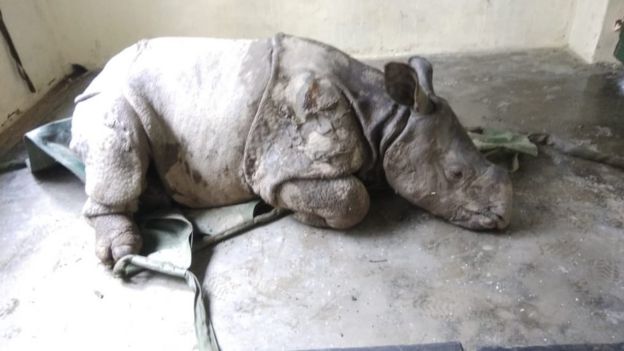 காண்டாமிருக குட்டி