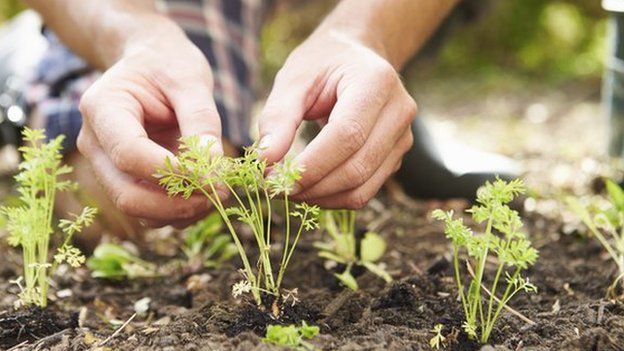 Hands planting a small plant in soil