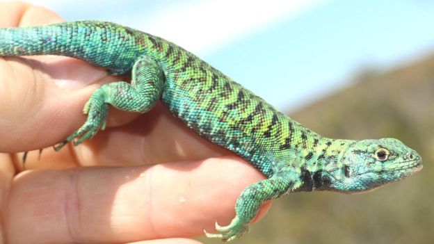 One in five reptiles is threatened with extinction - BBC News