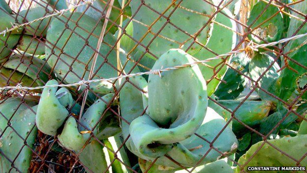 Prickly pear cactus pushes through wire fence