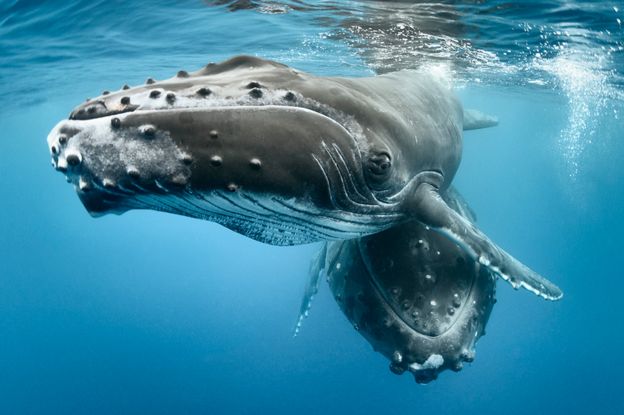 Humpback whales