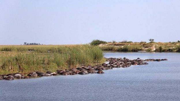 400 எருமைகள்