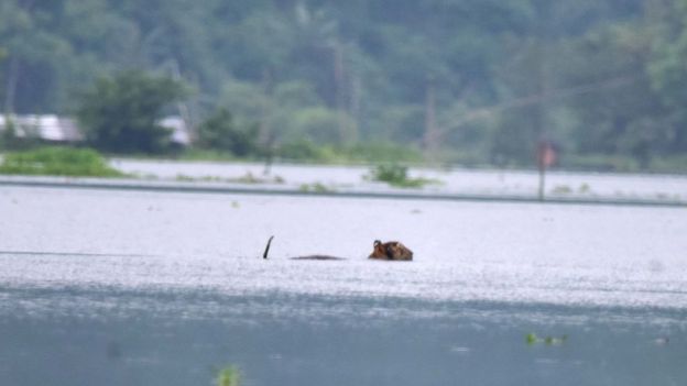 A tiger wades through a flooded area in search of higher land near Kaziranga National Park, at Baghmari village in Nagaon district of Assam.