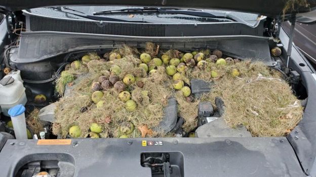 A car bonnet lifted up to reveal hundred of apples and grass