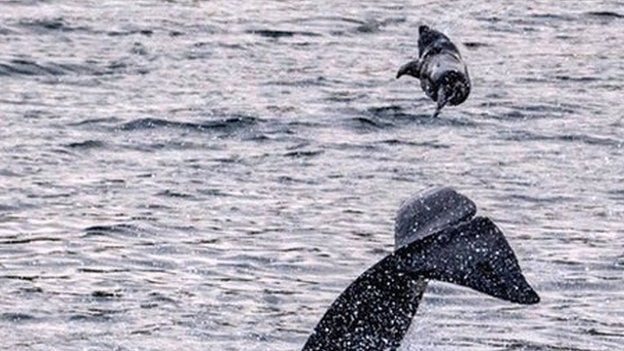 Killer whale flips seal