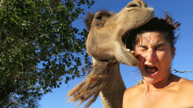 Camelo morde cabeça de blogueira australiana