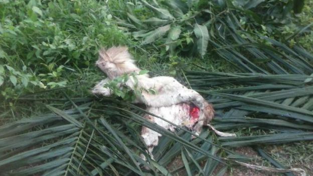 The military shoelaces and 