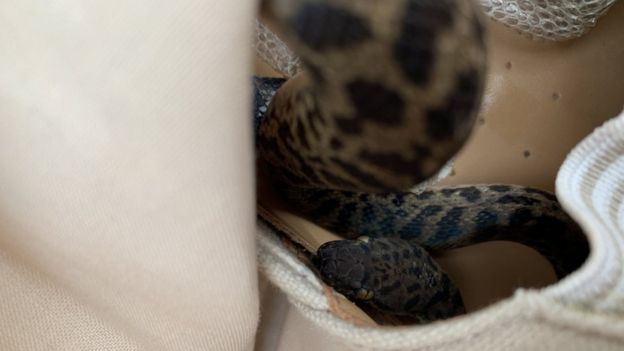 A cobra entrou na mala de Maria e passou muitas horas no avião