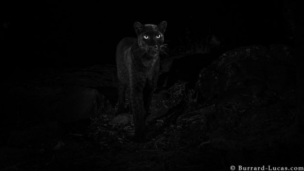 A black leopard captured in the wild