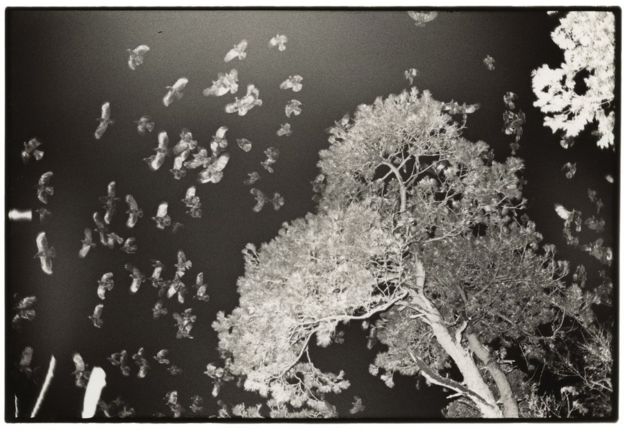 Image result for fukase ravens