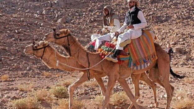 Homens em camelo