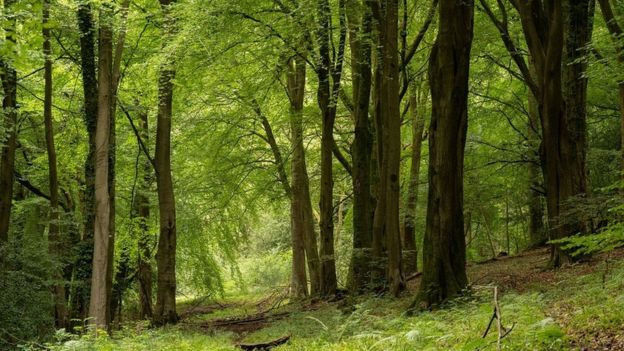 Forest of Dean: Another successful breeding year for pine martens - BBC ...