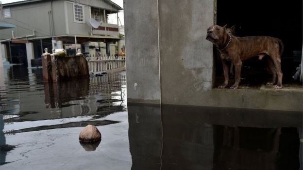 Perro rodeado de inundaciones en Puerto Rico