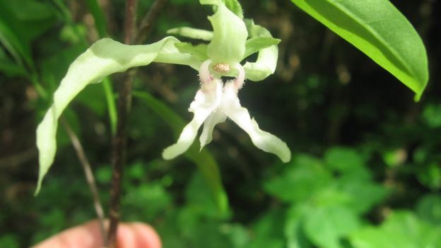 Example of a critically endangered tree species from Tanzania