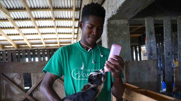 Worker Travis feeds one of the goats