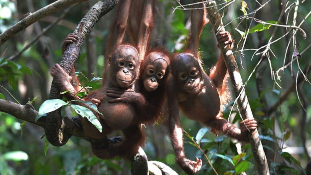 gambar yang diambil pada 4 Agustus 2016 menunjukkan tiga orangutan yatim di pusat Penyelamatan Hewan Internasional di luar kota Ketapang di Kalimantan Barat.