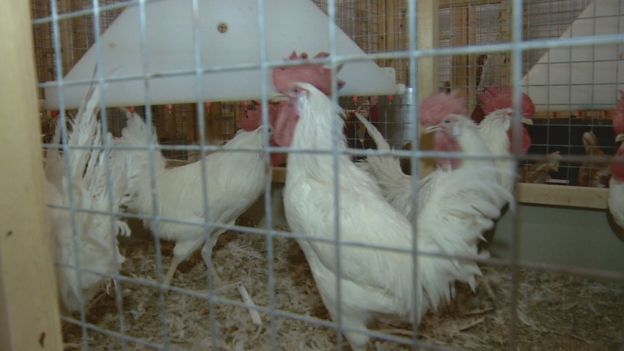 Gene Modified Chickens Lay Medicines Bbc News