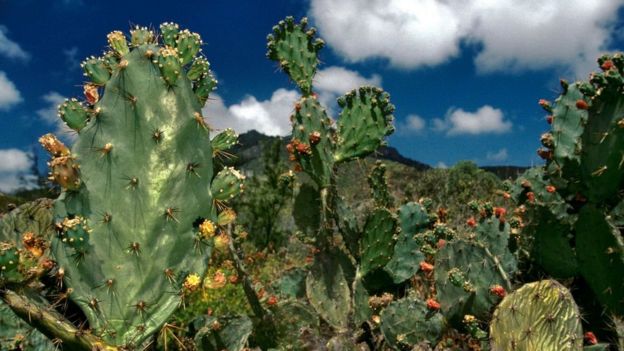 Cactos na Ilha de Ascensão