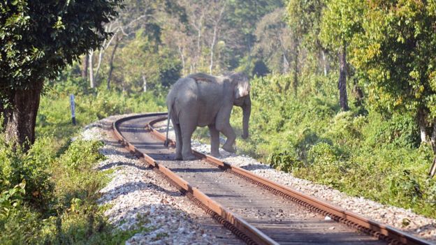 A female elephant stands on a railway track in Alipurduar, West Bengal, India