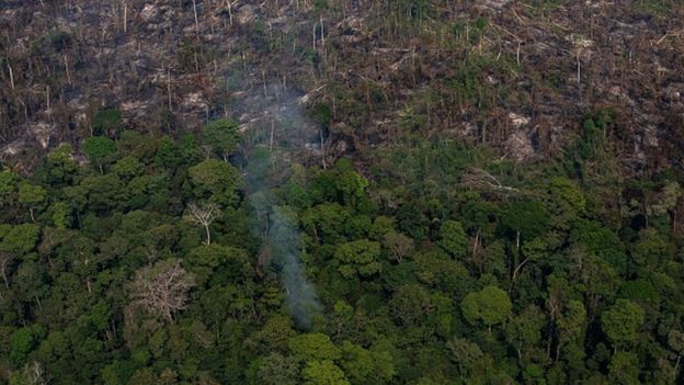 Un bosque del Amazonas en llamas.