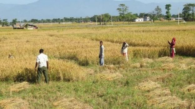 नेपालमा गतवर्ष १४ लाख ७० हजार हेक्टर क्षेत्रमा धान रोपिएको सरकारी विवरण छ।