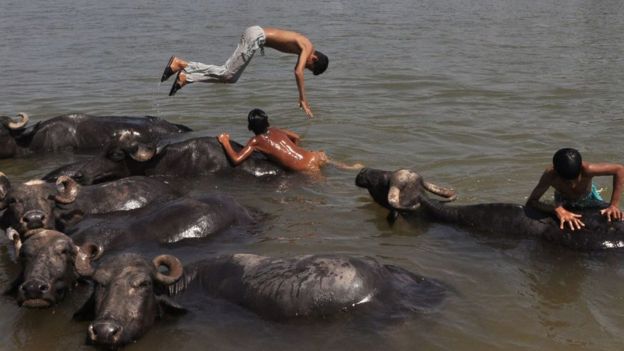 எருமைகளின் மத்தியில் விளையாடும் சிறுவர்கள்