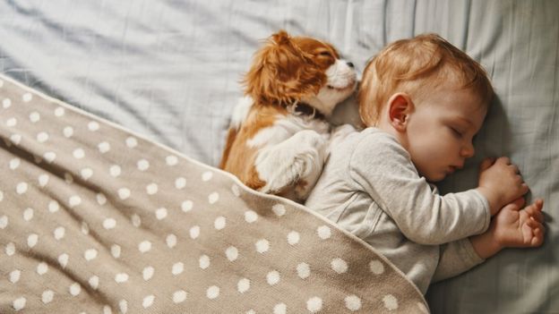 Bebé durmiendo con un perro en la cama