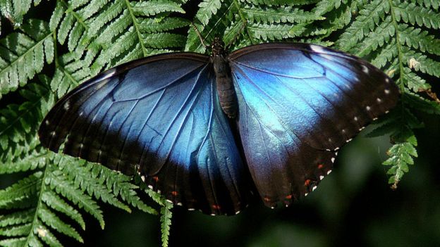 A borboleta azul de Morpho Ã© apreciada por colecionadores de borboleta, devido Ã  cor azul brilhante iridescente das asas na maioria das espÃ©cies, Montreal Insectarium, Quebec, CanadÃ¡.
