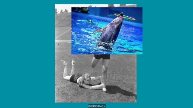 Montagem de fotos de golfinho com pessoas