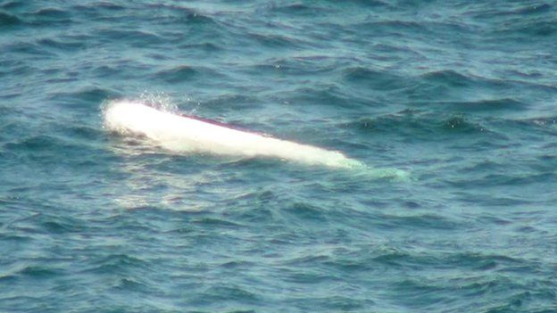 Beluga whale off County Antrim coast
