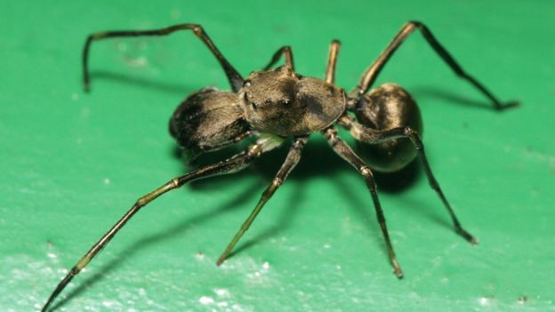 A Toxeus magnus é um tipo de aranha saltadora