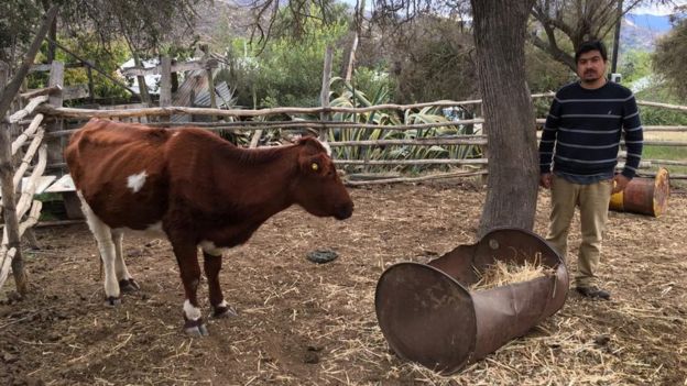 Agricultor Aldo Norman posa para foto ao lado de uma de suas vacas, emagrecida por causa da seca