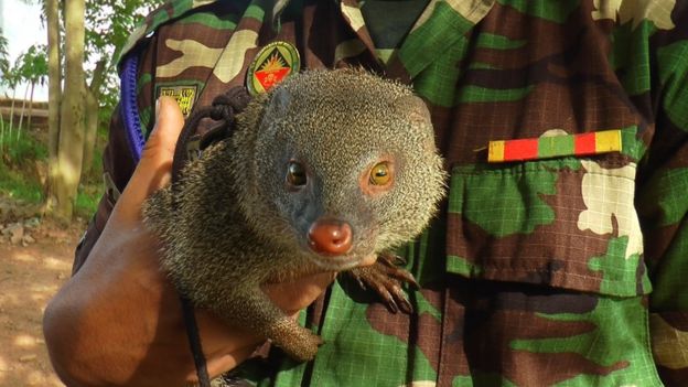இலங்கை இராணுவத்தில் சேர்க்கப்பட்ட கீரிப்பிள்ளை