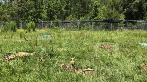 மனித உடல் மரணத்தபின் சிதைவுறுவது எப்படி?