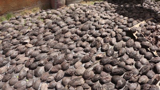 Cabosses vides cacao au séchage