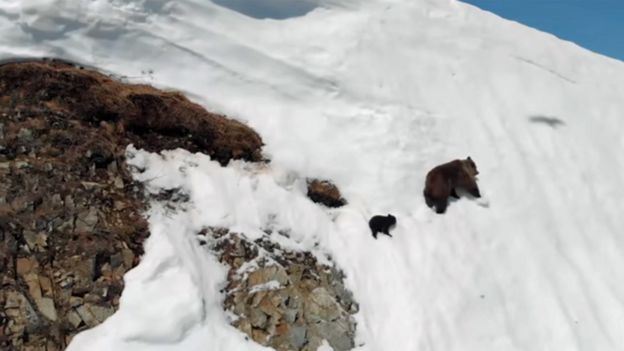 A ursa e o filhote subindo a montanha
