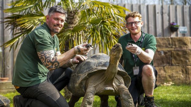 First giant Galapagos tortoises born at Crocodiles of the World - BBC News