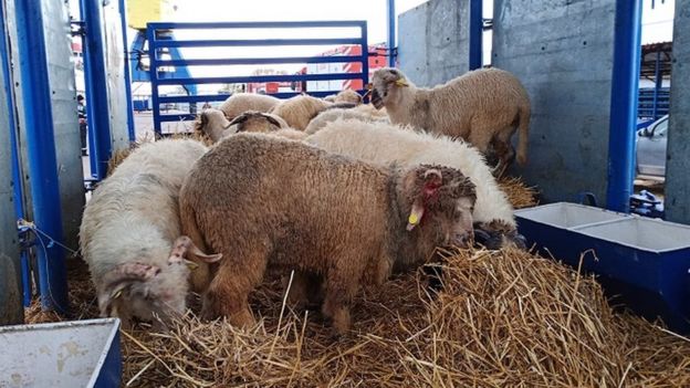 Sheep that have been rescued from a capsized cargo ship off the coast of Romania