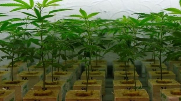 فيسبوك يغلق الصفحات التي تبيع الماريوانا في ألاسكا