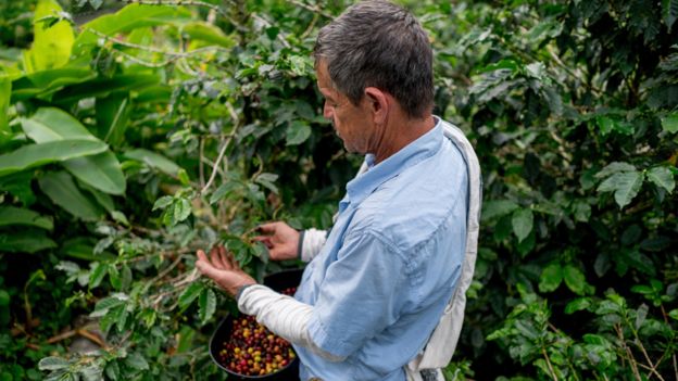 Caficultor en Colombia recolectando granos de café