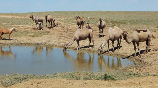 Camellos tomando agua